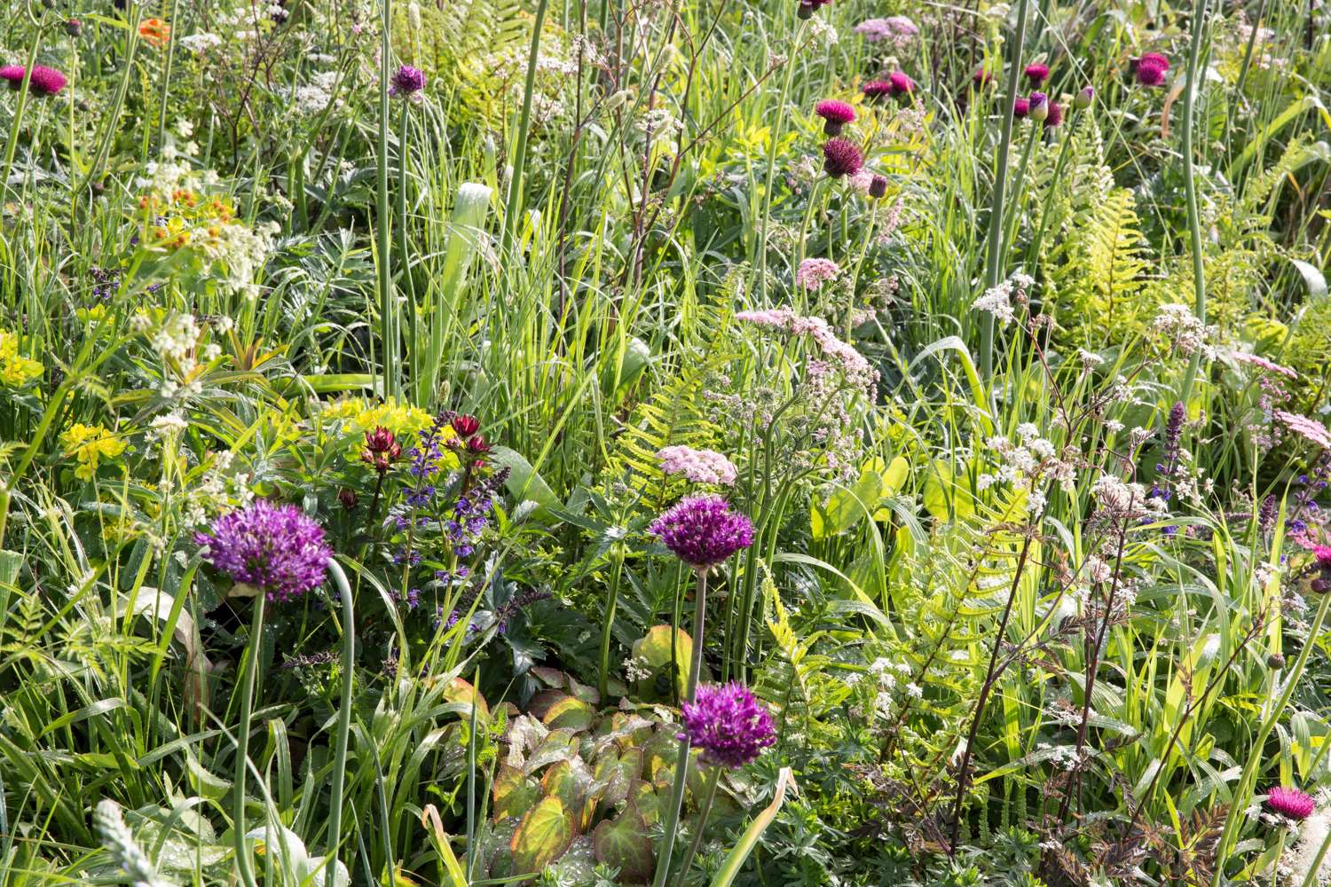Laukka 'Atropurpureum'